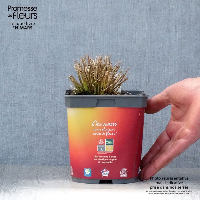 Example of Carex elata Aurea Vaso da 2L/3L as you get in printemps