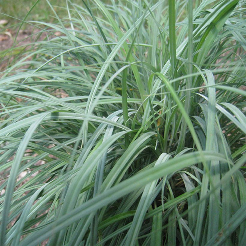 Carex flacca - Carice glauca (Foliage)