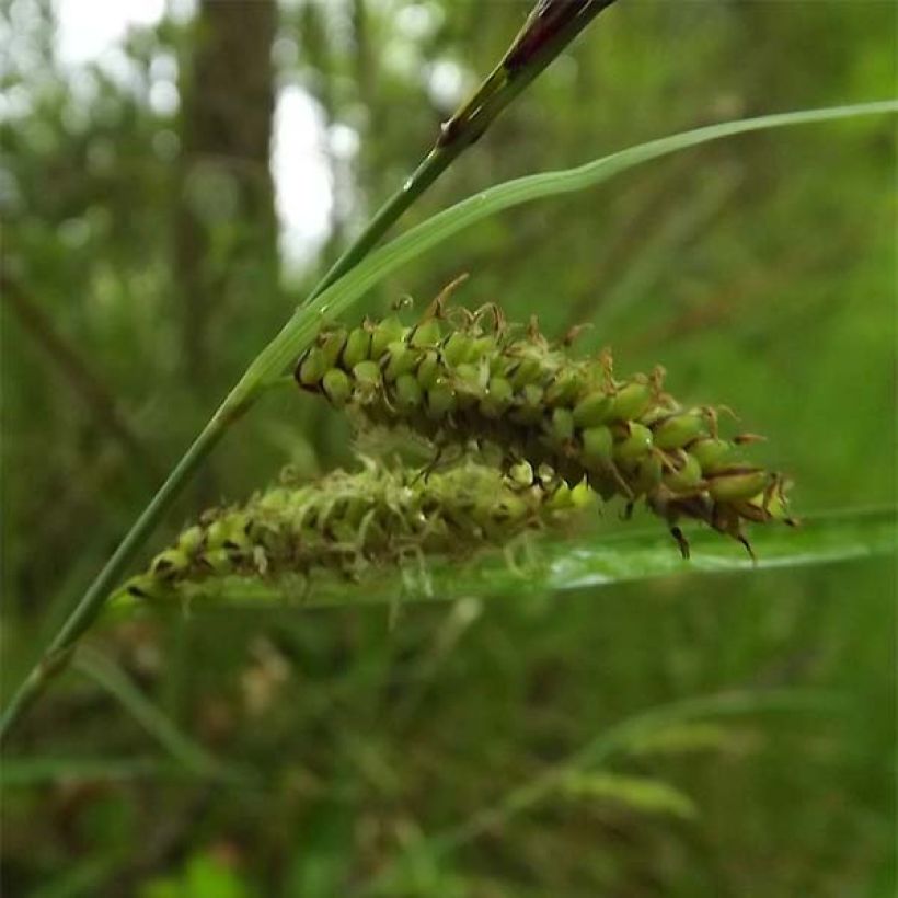 Carex flacca - Carice glauca (Flowering)