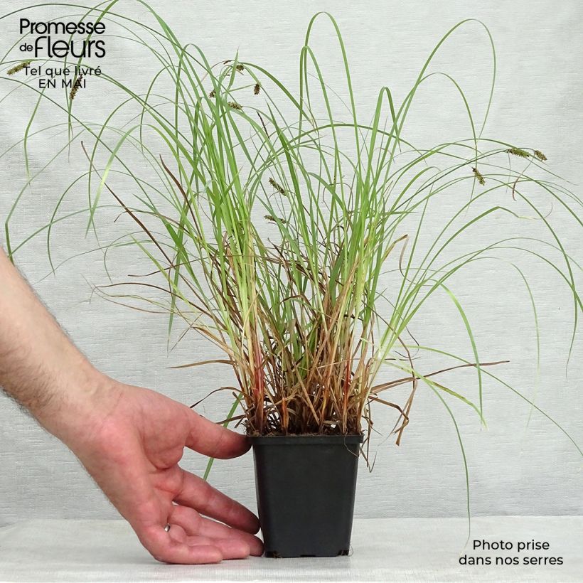 Example of Carex flacca - Carice glauca Vasetto da 8/9 cm as you get in printemps