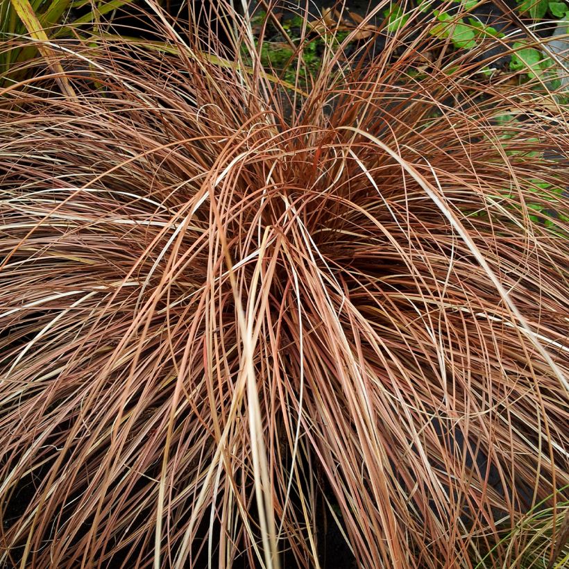 Carex flagellifera Bronzita (Plant habit)