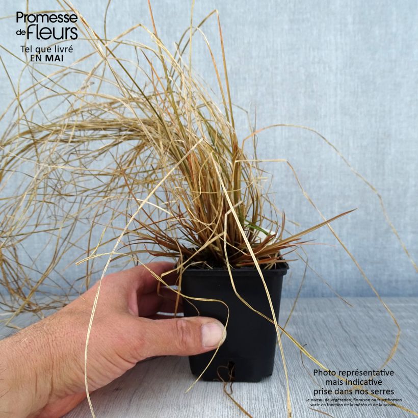Carex flagellifera Bronzita Vasetto da 8/9 cm esemplare consegnato in primavera