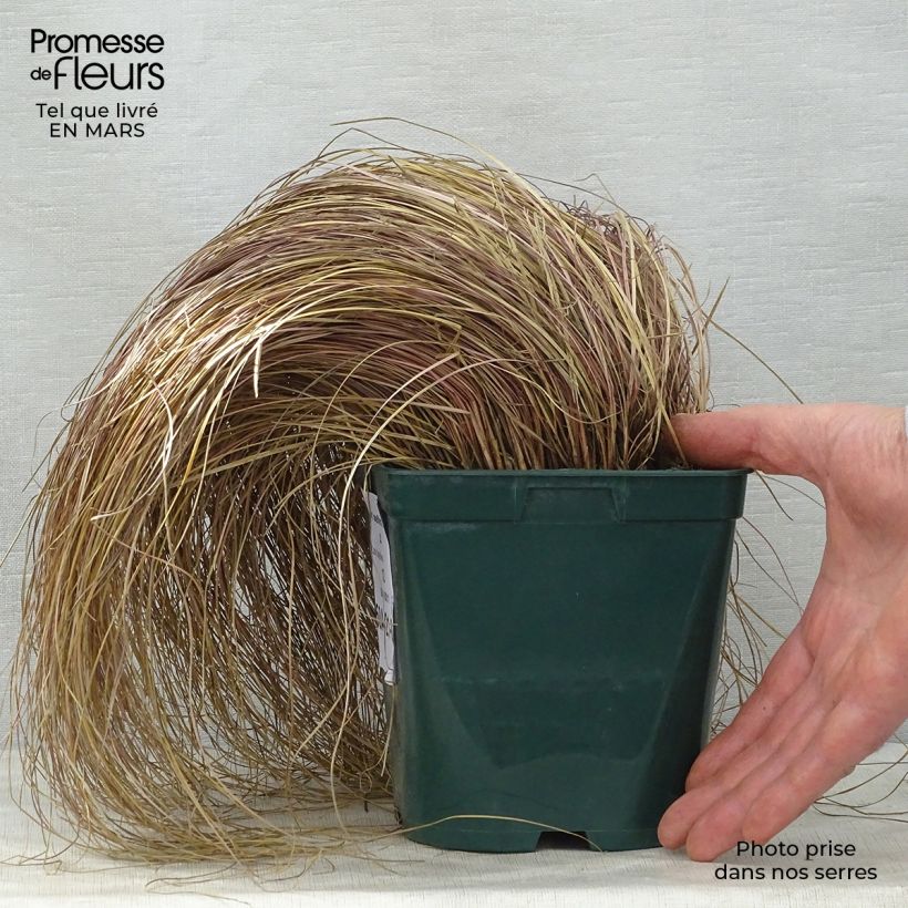 Example of Carex flagellifera Vaso da 2L/3L as you get in printemps