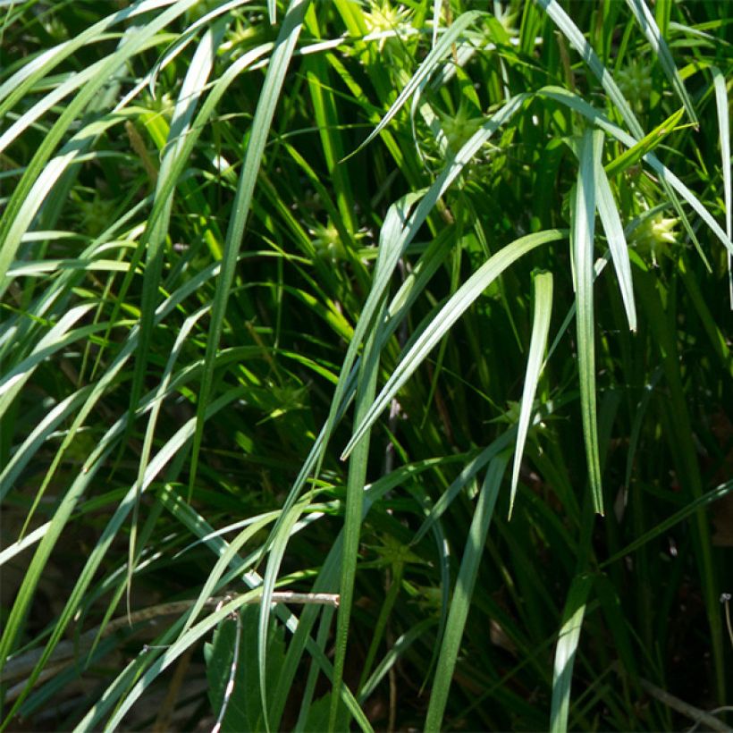 Carex grayi (Foliage)