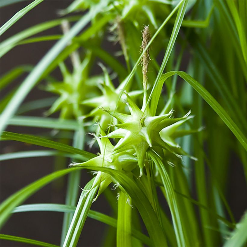 Carex grayi (Flowering)