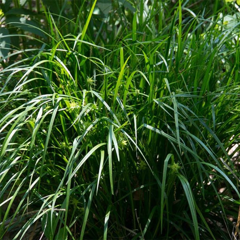 Carex grayi (Plant habit)