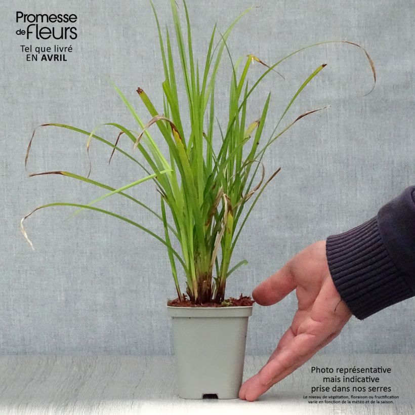 Example of Carex grayi Vasetto da 8/9 cm as you get in printemps