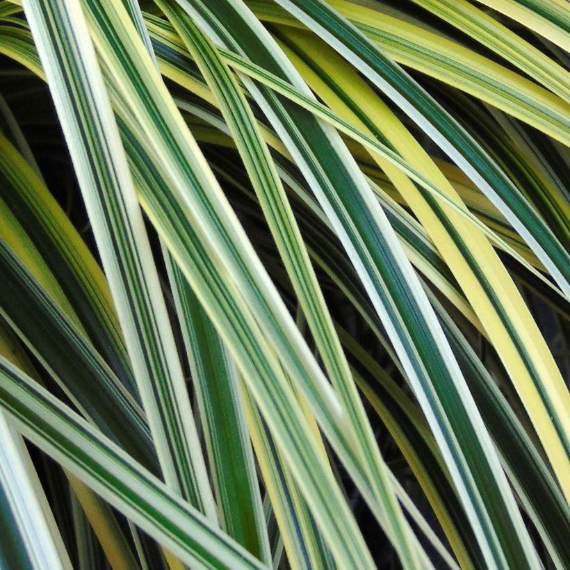 Carex oshimensis Feather Falls - Carice giapponese (Foliage)