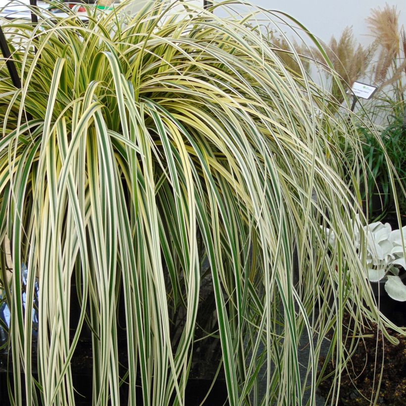 Carex oshimensis Feather Falls - Carice giapponese (Plant habit)