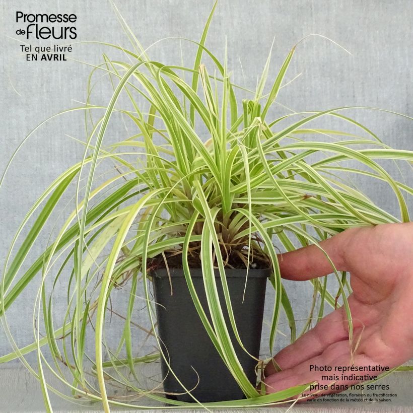Example of Carex oshimensis Feather Falls - Carice giapponese Vasetto da 8/9 cm as you get in printemps