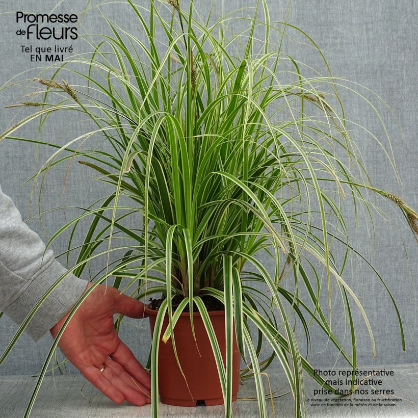 Example of Carex oshimensis Feather Falls - Carice giapponese Vaso da 1L/1,5L as you get in printemps