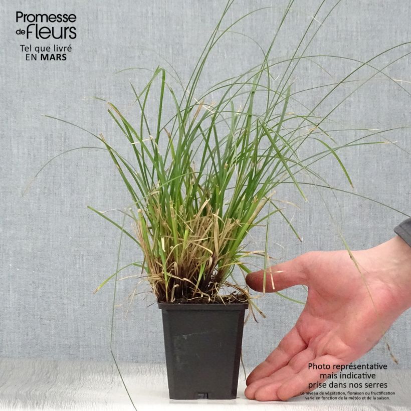 Carex lenta Osaka Vasetto da 8/9 cm esemplare consegnato in primavera