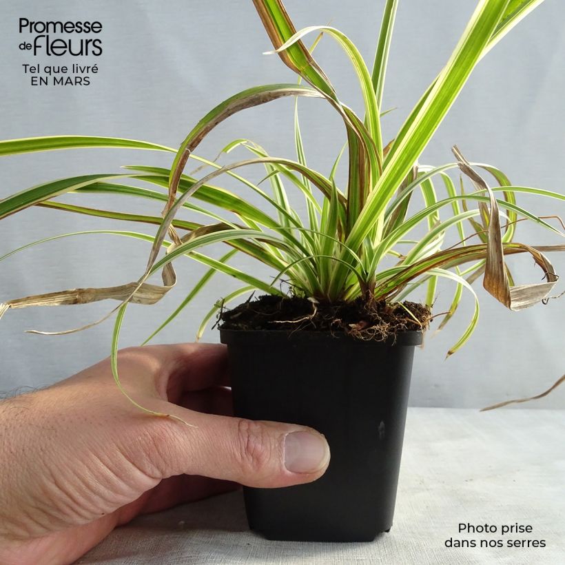 Example of Carex morrowii subsp. foliosissima Aureovariegata - Carice variegato Vasetto da 8/9 cm as you get in printemps