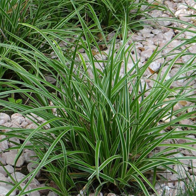 Carex morrowii Ice Dance - Carice variegato (Plant habit)