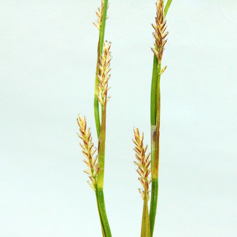 Carex morrowii Ice Dance - Carice variegato (Flowering)