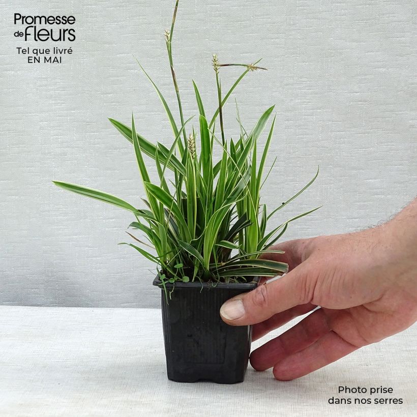 Example of Carex morrowii Ice Dance - Carice variegato Vasetto da 8/9 cm as you get in printemps