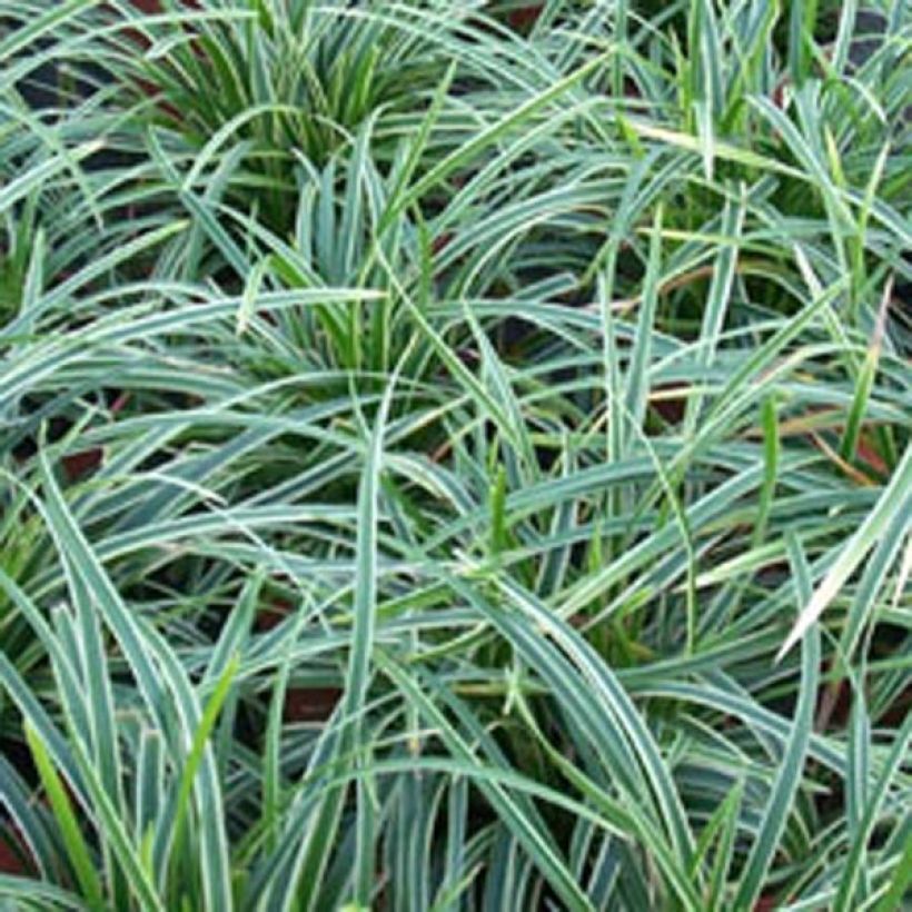 Carex morrowii Ice Dance - Carice variegato (Foliage)