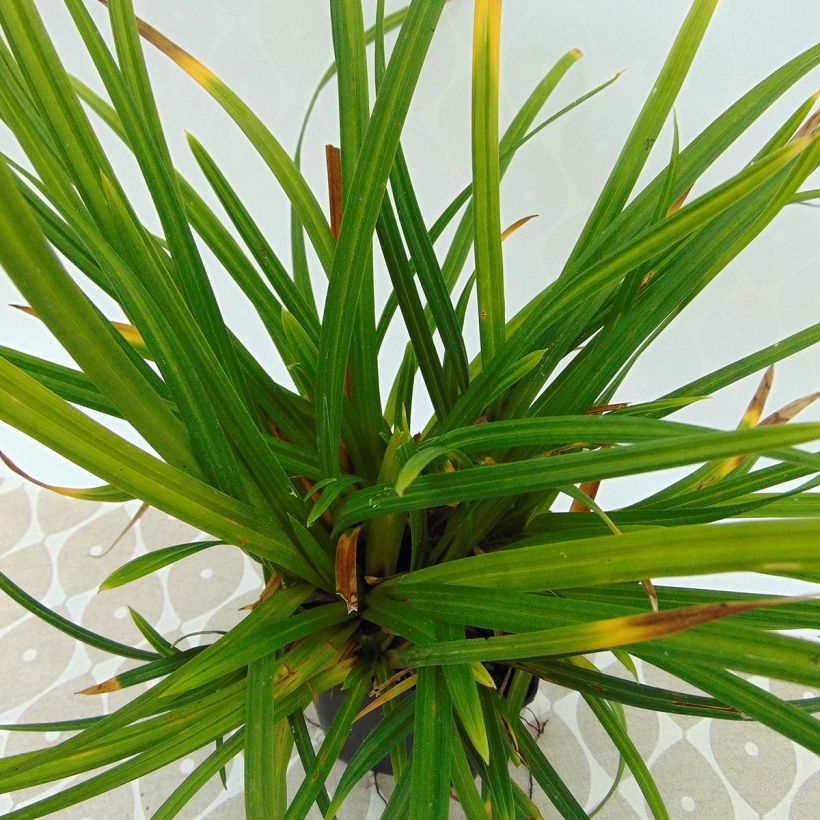 Carex morrowii subsp. foliosissima Irish Green - Carice (Foliage)