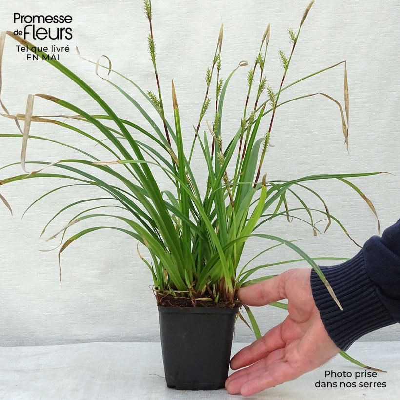 Example of Carex morrowii subsp. foliosissima Irish Green - Carice Vasetto da 8/9 cm as you get in printemps