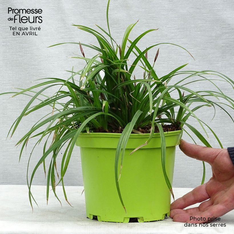 Example of Carex morrowii subsp. foliosissima Irish Green - Carice Vaso da 2L/3L as you get in printemps