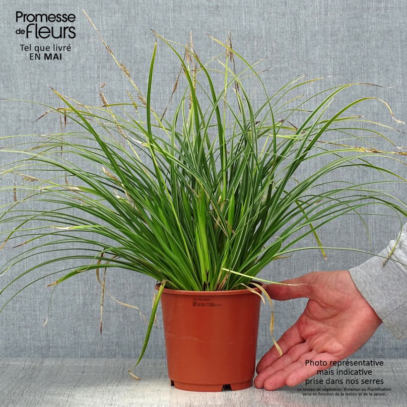 Example of Carex morrowii Variegata - Carice variegato Vaso da 1L/1,5L as you get in printemps