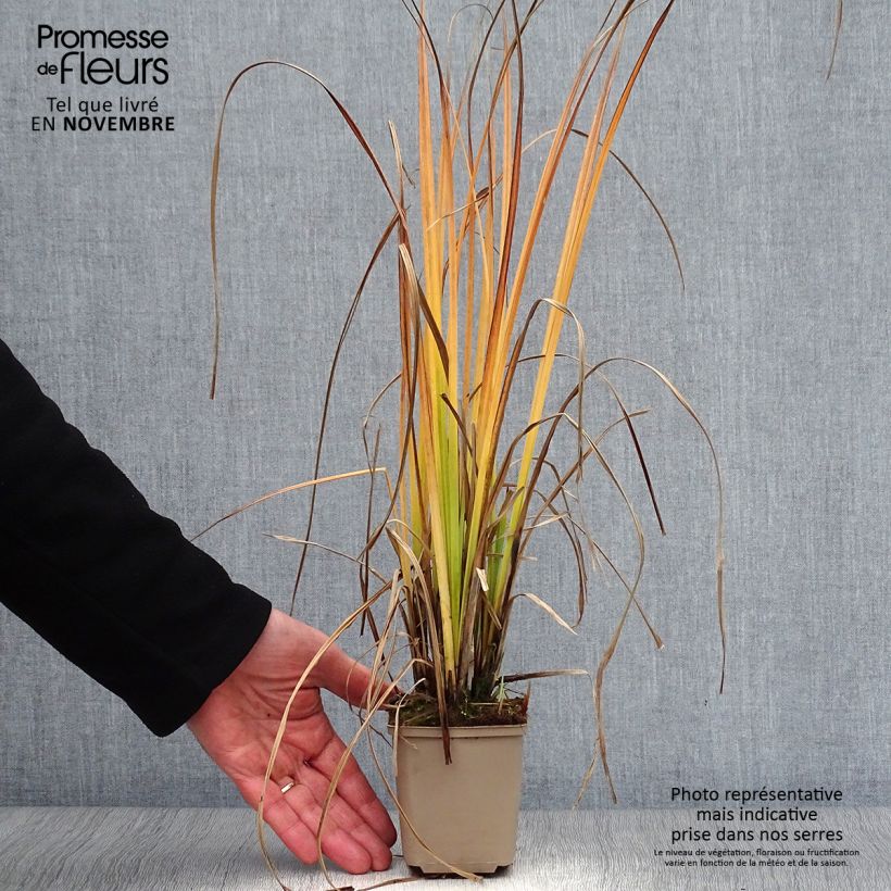 Esemplare di Carex nigra - Carice fosca Vasetto da 8/9 cm come consegnato in autunno