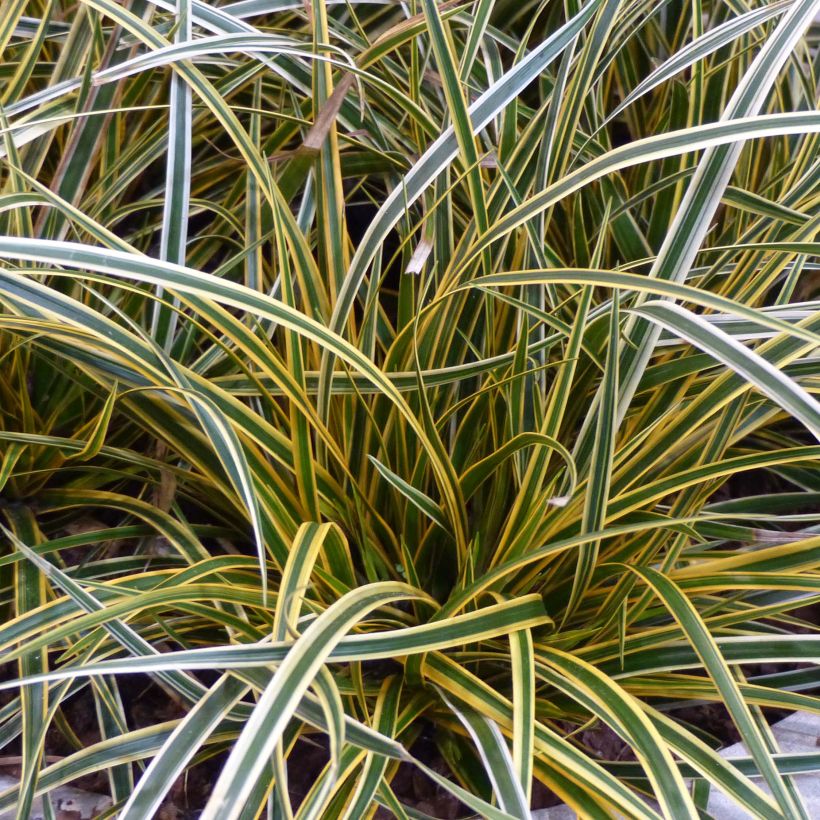 Carex oshimensis Everglow - Carice giapponese (Fogliame)