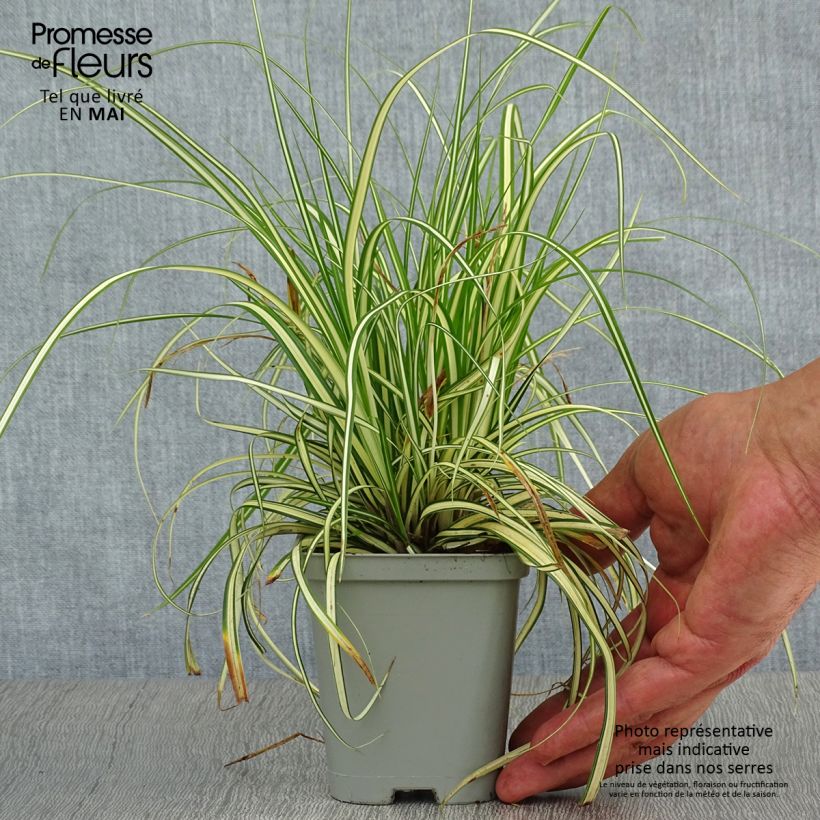 Carex oshimensis Evergold - Carice giapponese Vasetto da 8/9 cm esemplare consegnato in primavera