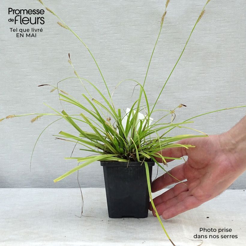 Example of Anthericum ramosum - Lilioasfodelo minore Vasetto da 8/9 cm as you get in printemps