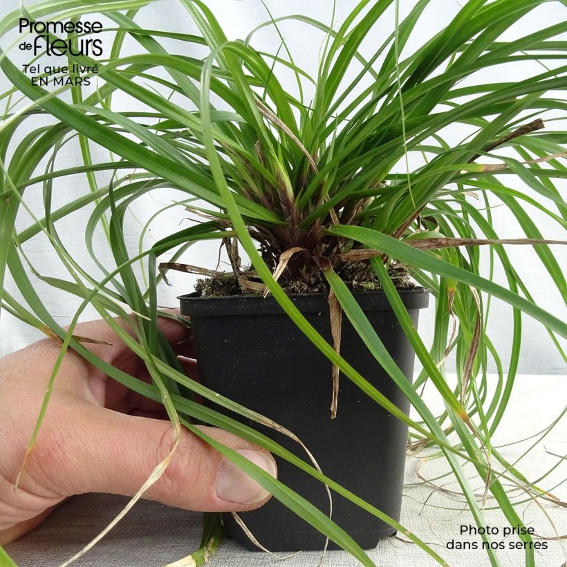 Carex oshimensis Evergreen - Carice giapponese Vasetto da 8/9 cm esemplare consegnato in primavera