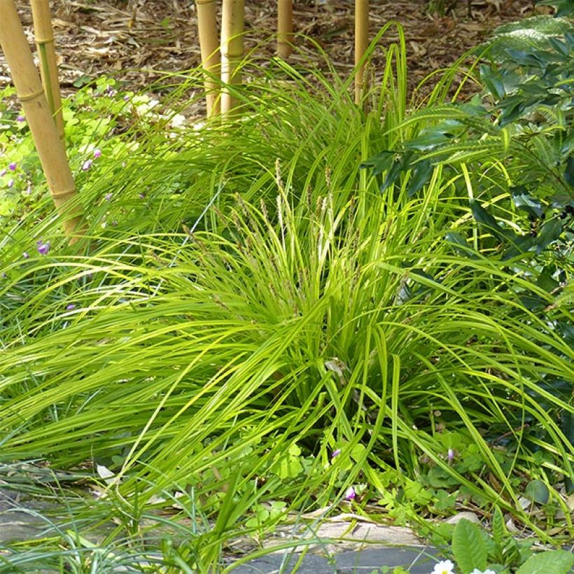 Carex oshimensis Everillo - Carice giapponese (Porto)