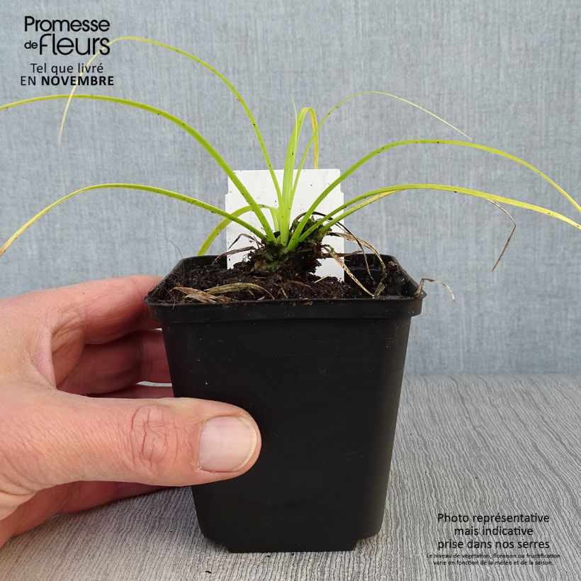 Esemplare di Carex oshimensis Everillo - Carice giapponese Vasetto da 8/9 cm come consegnato in autunno