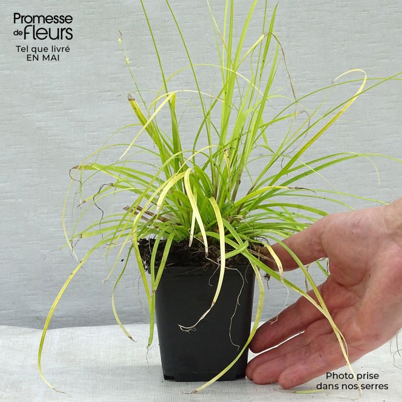 Carex oshimensis Everillo - Carice giapponese Vasetto da 8/9 cm esemplare consegnato in primavera