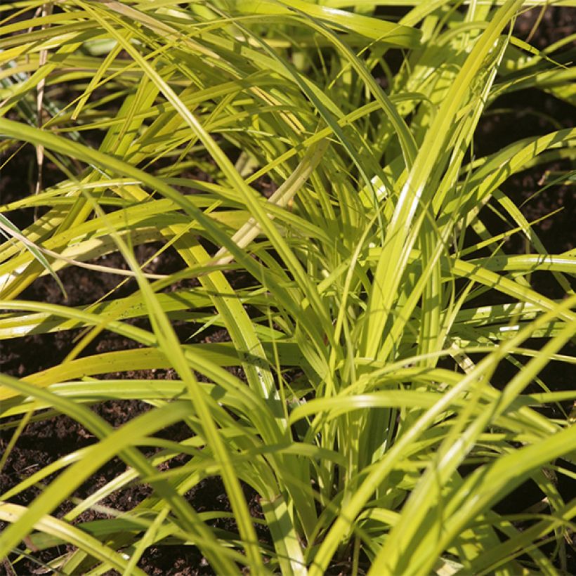 Carex oshimensis Everillo - Carice giapponese (Fogliame)