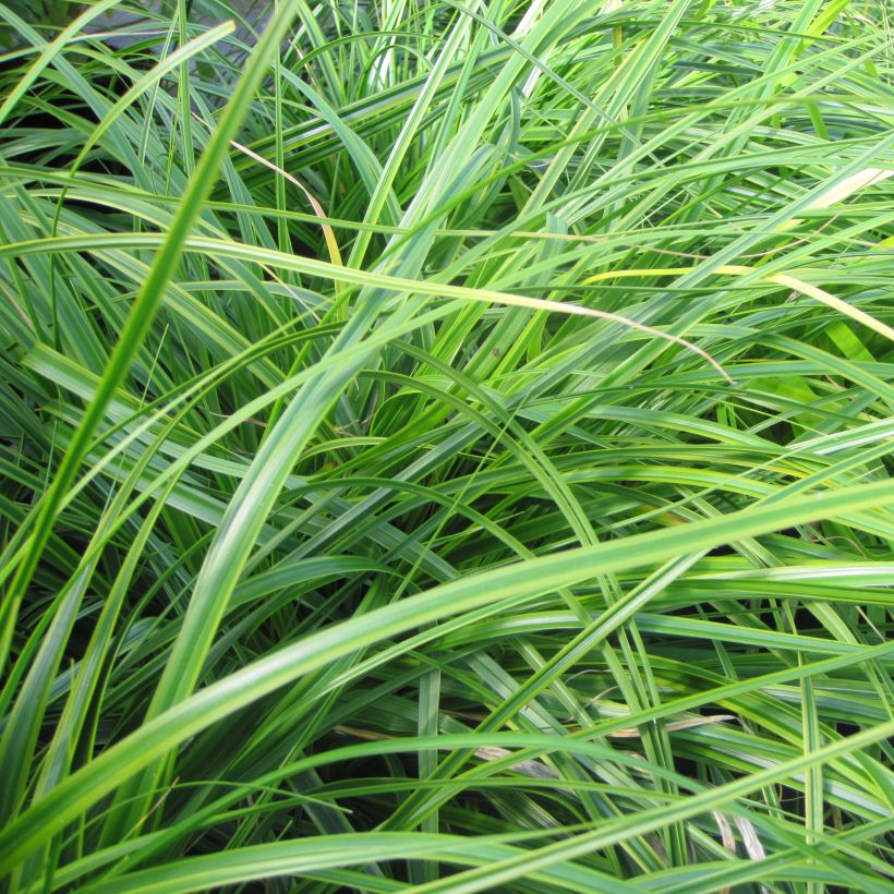 Carex oshimensis EverColor Everlime - Carice giapponese (Fogliame)