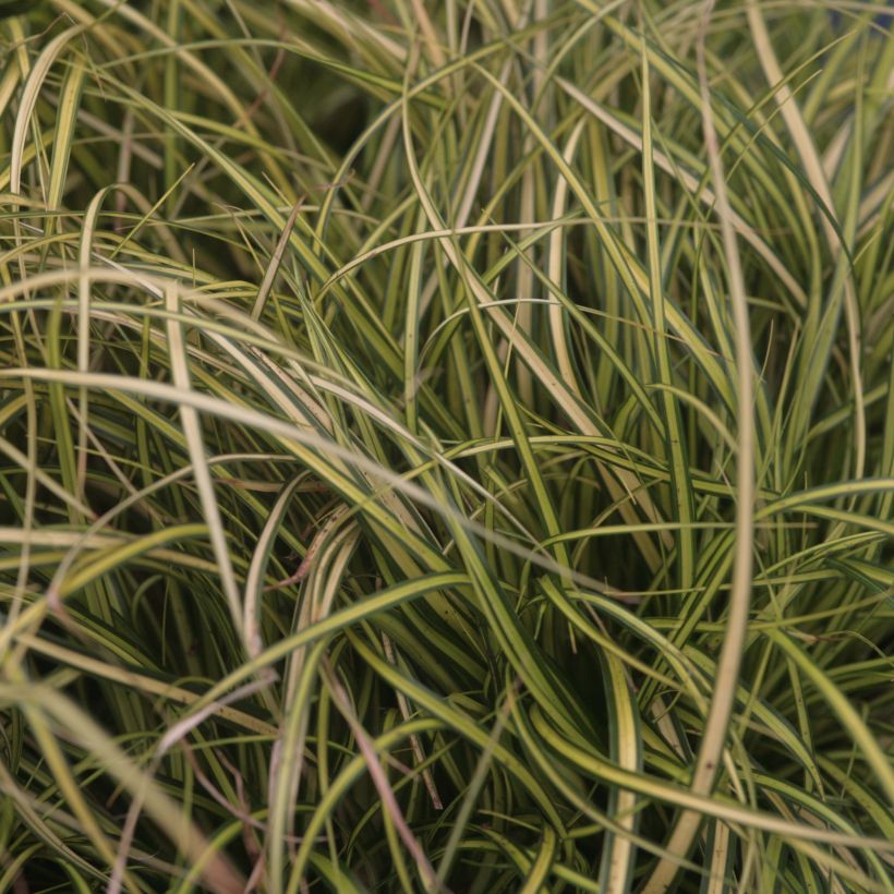 Carex oshimensis EverColor Eversheen - Carice giapponese (Foliage)