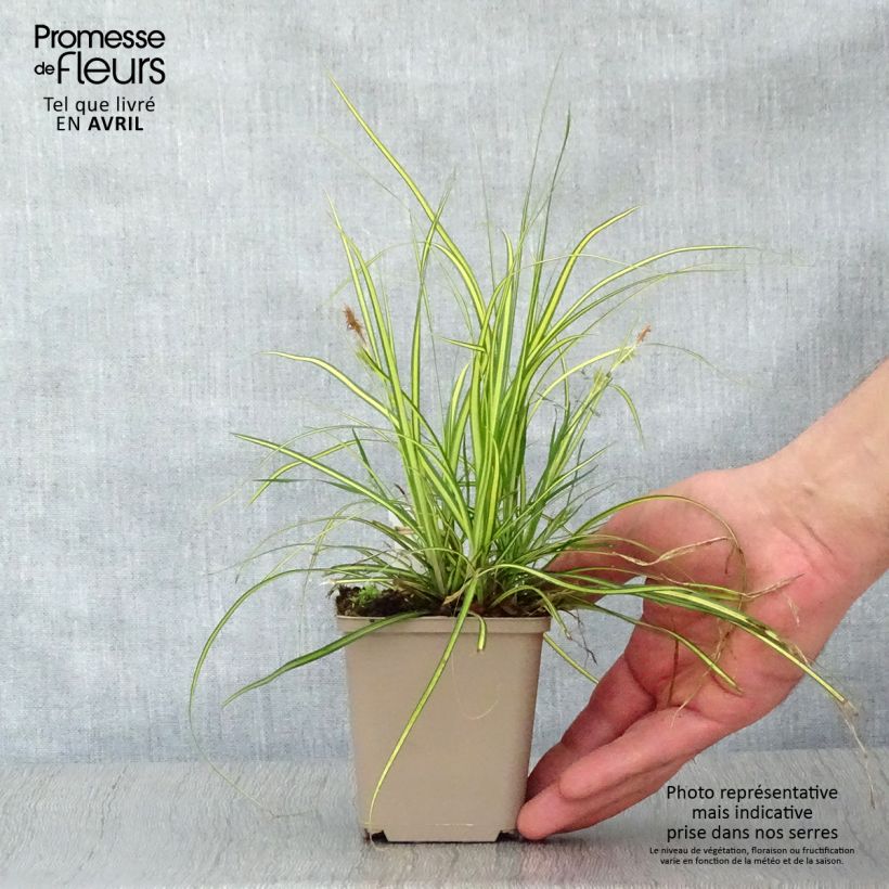 Example of Carex oshimensis EverColor Eversheen - Carice giapponese Vasetto da 8/9 cm as you get in printemps