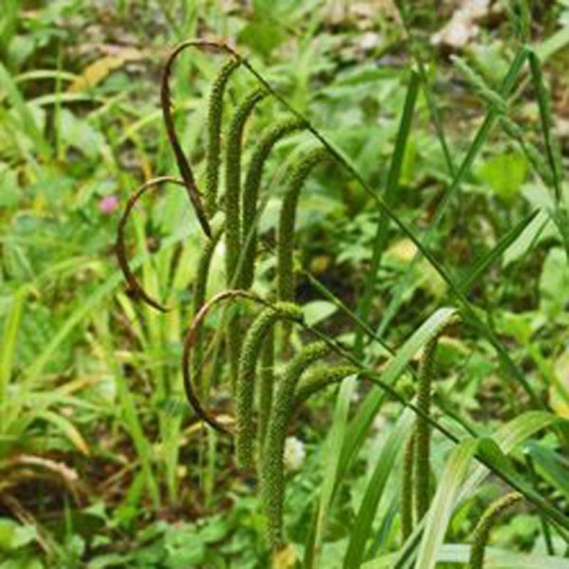 Carex pendula - Carice maggiore (Flowering)