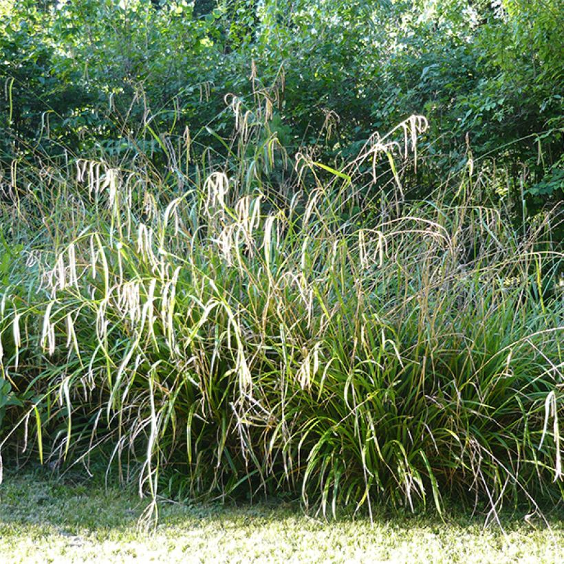 Carex pendula - Carice maggiore (Plant habit)