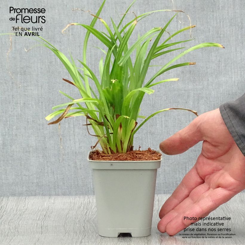 Example of Carex pendula - Carice maggiore Vasetto da 8/9 cm as you get in printemps