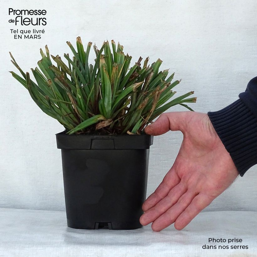 Example of Carex pendula - Carice maggiore Vaso da 2L/3L as you get in printemps