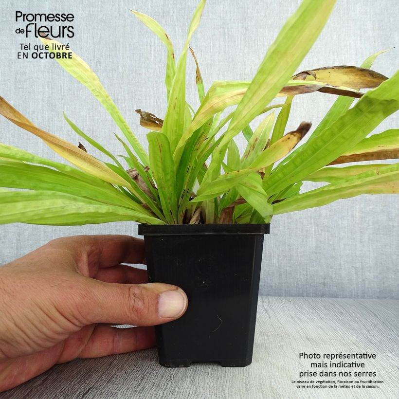 Esemplare di Carex plantaginea Vasetto da 8/9 cm come consegnato in autunno