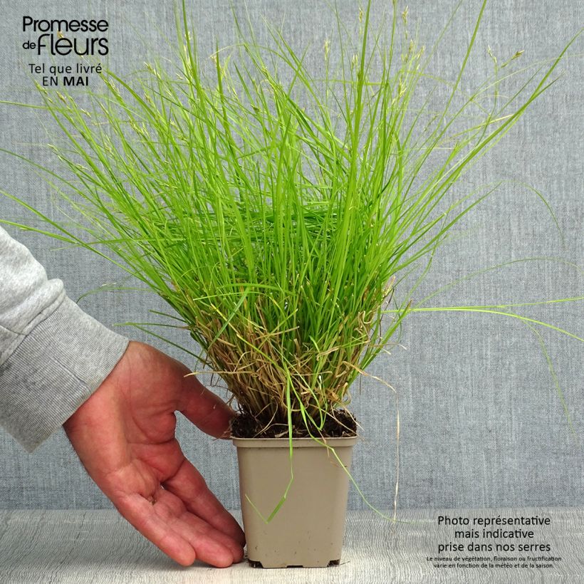 Example of Carex remota Vasetto da 8/9 cm as you get in printemps