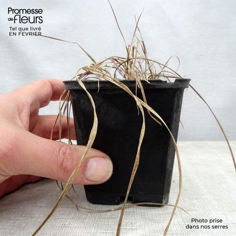 Carex riparia Variegata - Carice spondicola Vasetto da 8/9 cm esemplare consegnato in inverno