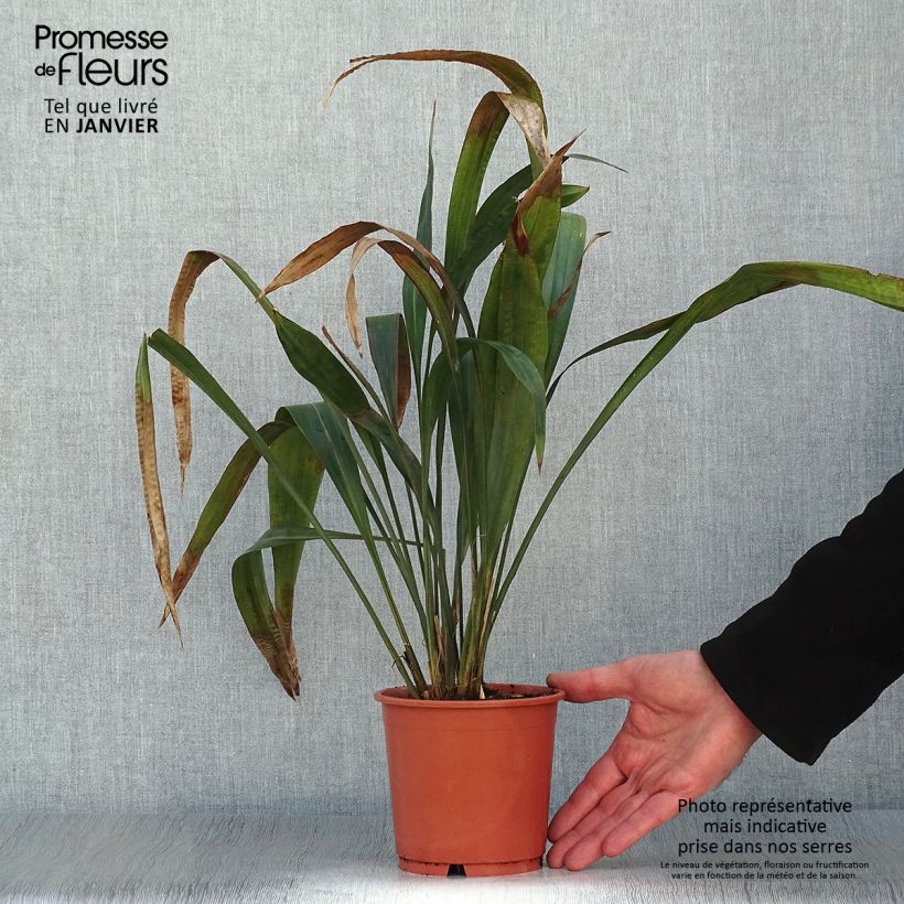 Carex scaposa Vaso da 1L/1,5L esemplare consegnato in inverno