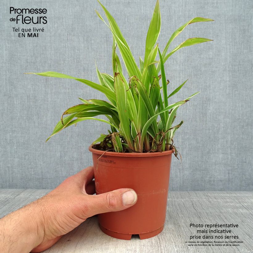 Carex siderosticta Variegata Vaso da 1L/1,5L esemplare consegnato in primavera