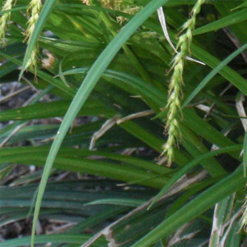 Carex sylvatica (Foliage)