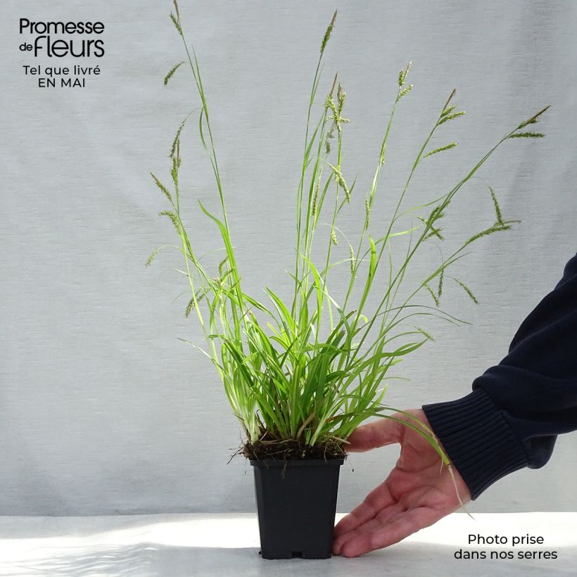 Example of Carex sylvatica Vasetto da 8/9 cm as you get in printemps