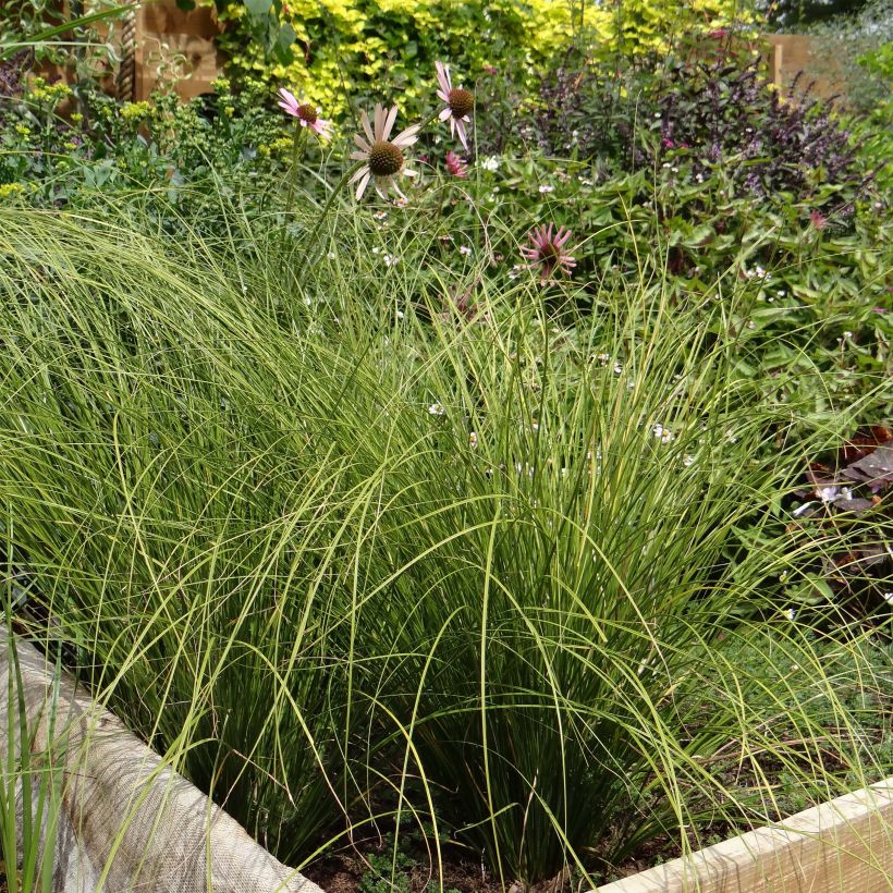 Carex testacea Lime Shine (Plant habit)