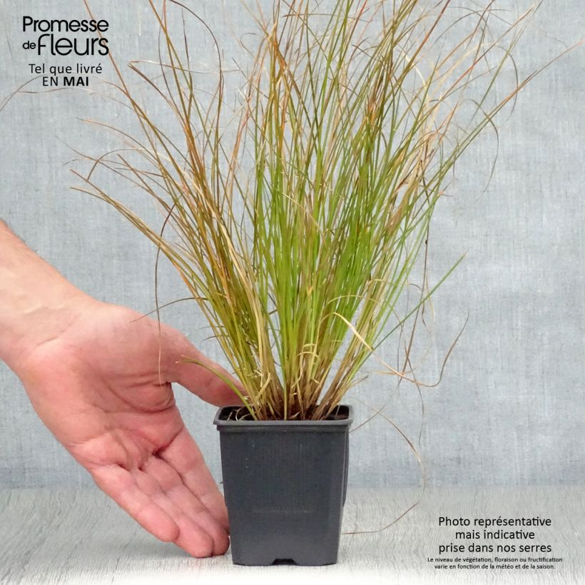 Example of Carex testacea Lime Shine Vasetto da 8/9 cm as you get in printemps